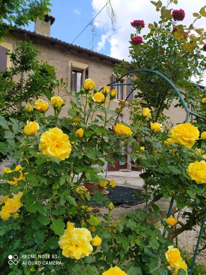 La Rosa Selvatica Bed and Breakfast Ravarino Exteriör bild